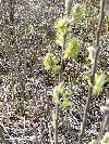 Rezerwat Serafin, turzyca dzióbkowata wiosną